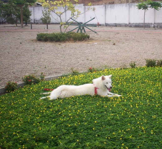 este es el lobito que regalo...es cariñoso 